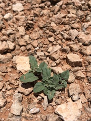 Acleisanthes diffusa