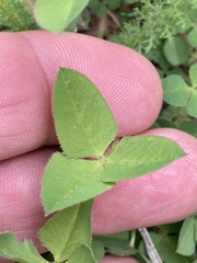 Trifolium latifolium