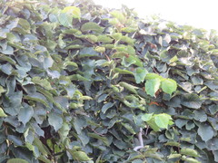 Ulmus glabra camperdownii