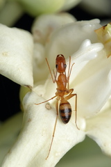Camponotus