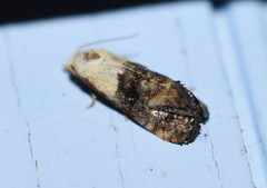 Eugnosta erigeronana