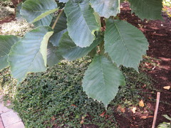 Ulmus glabra camperdownii