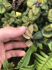 Metrosideros rugosa