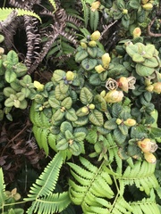 Metrosideros rugosa