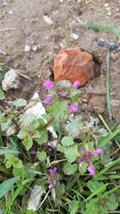 Lamium purpureum