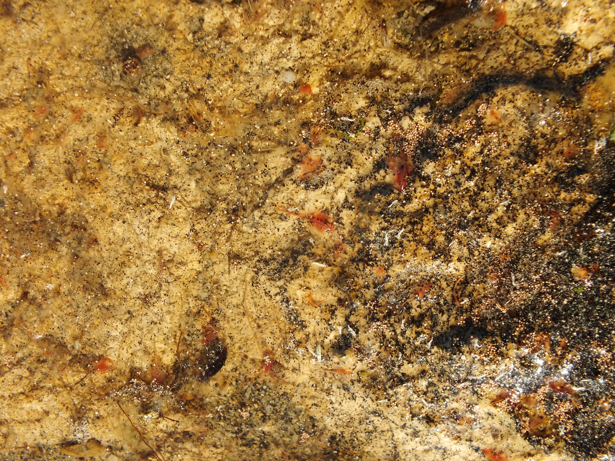Artemia salina (Linnaeus, 1758)