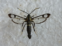 Synanthedon spheciformis