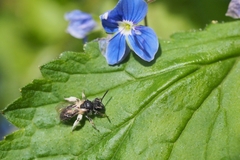 Andrena viridescens