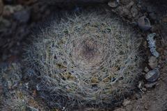 Mammillaria petrophila arida