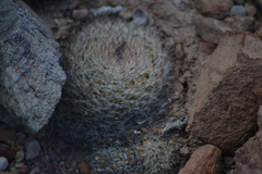 Mammillaria petrophila arida