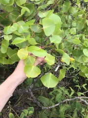 Cheirodendron platyphyllum