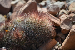 Mammillaria petrophila arida