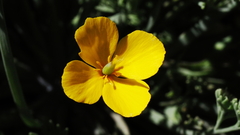 Eschscholzia minutiflora