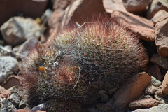 Mammillaria petrophila arida