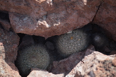 Mammillaria petrophila