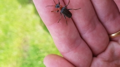 Cantharis fusca