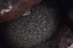 Mammillaria petrophila