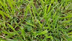 Cantharis fusca