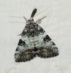 Catocala connubialis