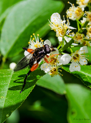 Chalcosyrphus curvaria