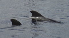 Globicephala