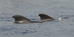 Globicephala
