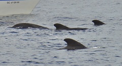Globicephala