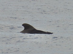 Globicephala