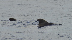 Globicephala