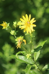 Silphium perfoliatum
