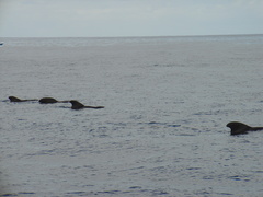 Globicephala