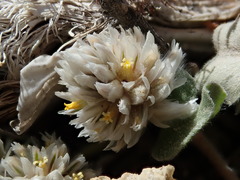 Gomphrena caespitosa