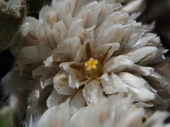 Gomphrena caespitosa