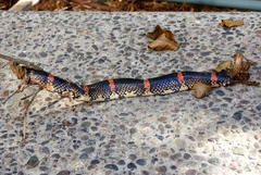 Rhinocheilus antonii