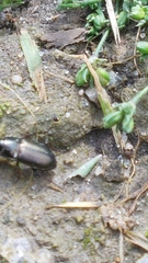 Amara