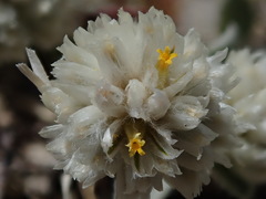 Gomphrena caespitosa