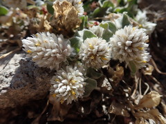 Gomphrena caespitosa