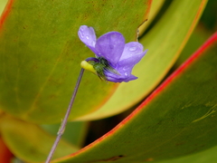Viola decumbens decumbens