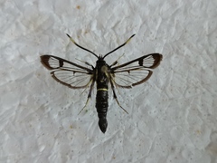 Synanthedon spheciformis