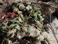 Gomphrena caespitosa