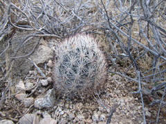 Escobaria alversonii