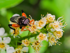 Chalcosyrphus curvaria