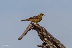 Emberiza citrinella
