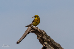 Emberiza citrinella