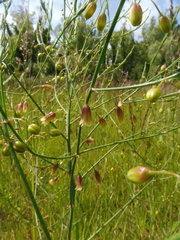 Asparagus prostratus