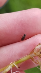 Helophorus