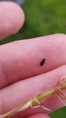 Helophorus