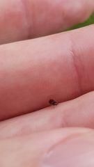 Helophorus