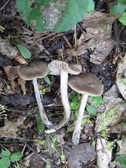 Entoloma plebejum
