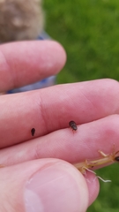 Helophorus